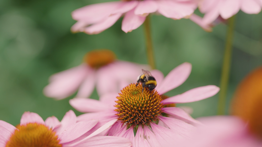hormonale fases van de vrouw
